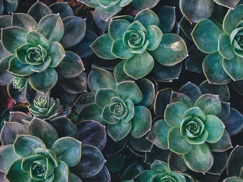 핵심 가치: 완벽주의와 진정성